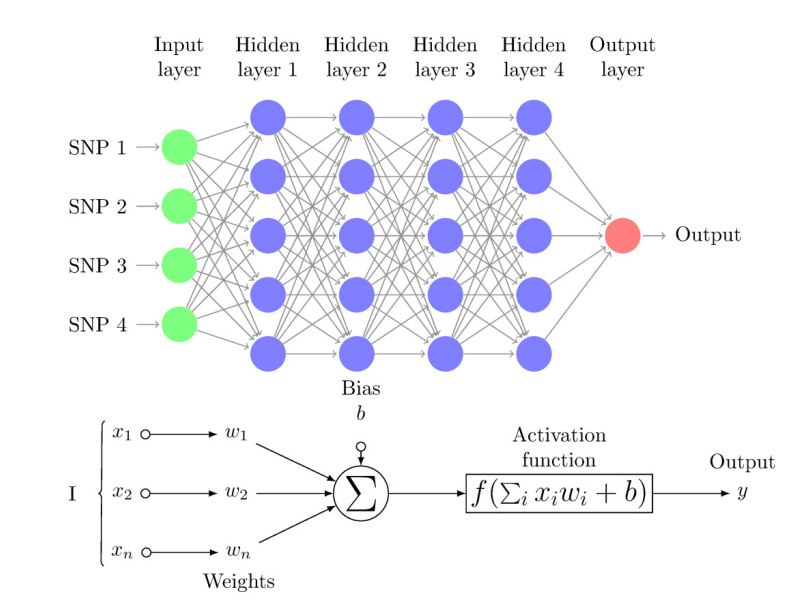 使用 Graphviz 绘制神经网络结构图：调整清晰度与样式定制指南